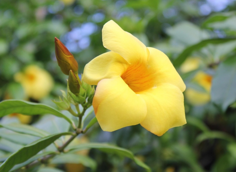 Alamanda: a beleza de pétalas aveludadas que revigoram o jardim