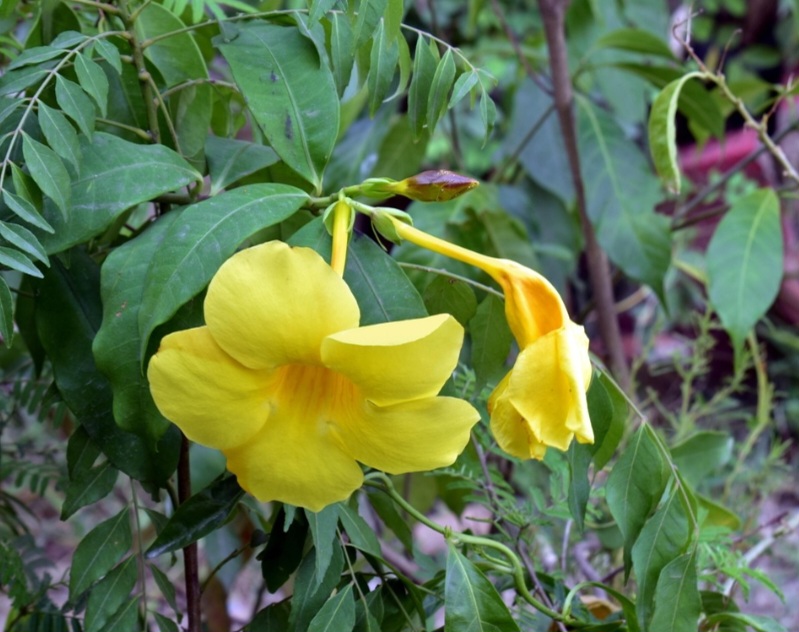 O amarelo é a cor mais difundida e marcante, associada à espécie nativa brasileira, com um centro levemente alaranjado que realça ainda mais seu brilho.