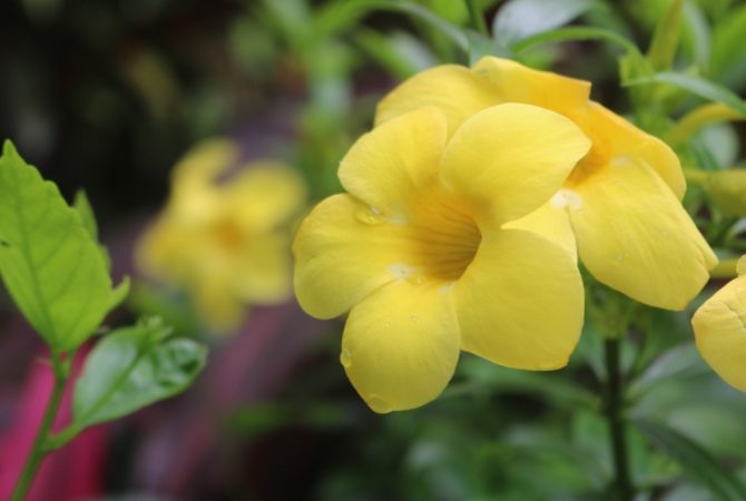 Alamanda: a beleza de pétalas aveludadas que revigoram o jardim