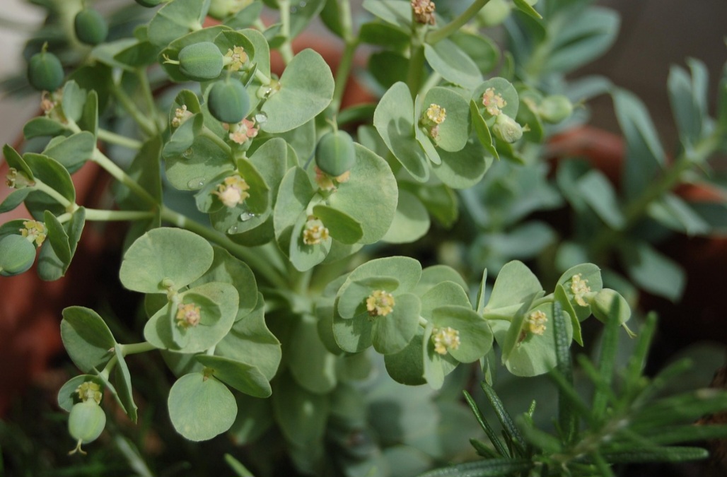 Suculentas: plantas que ornamentam, embelezam e não dão trabalho para cultivar
