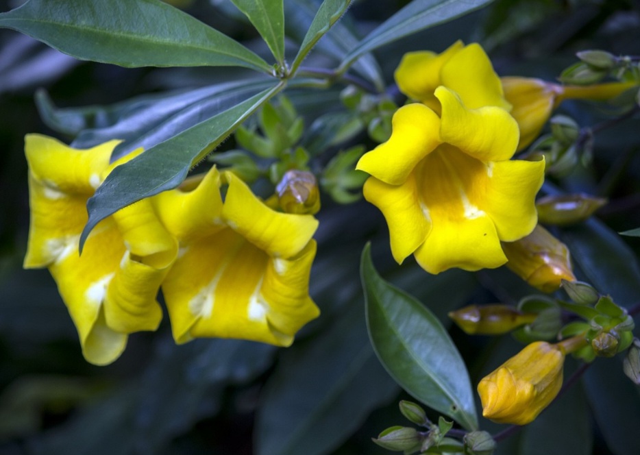 A planta exige sol pleno para florescer bem, pois na sombra tende a produzir menos flores e mais folhagem, prejudicando seu efeito decorativo.