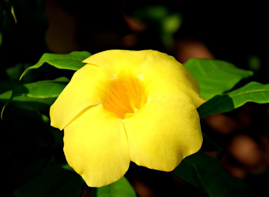 O solo ideal para a alamanda é fértil, bem drenado e levemente ácido, sendo recomendada a adição de matéria orgânica para estimular o florescimento.