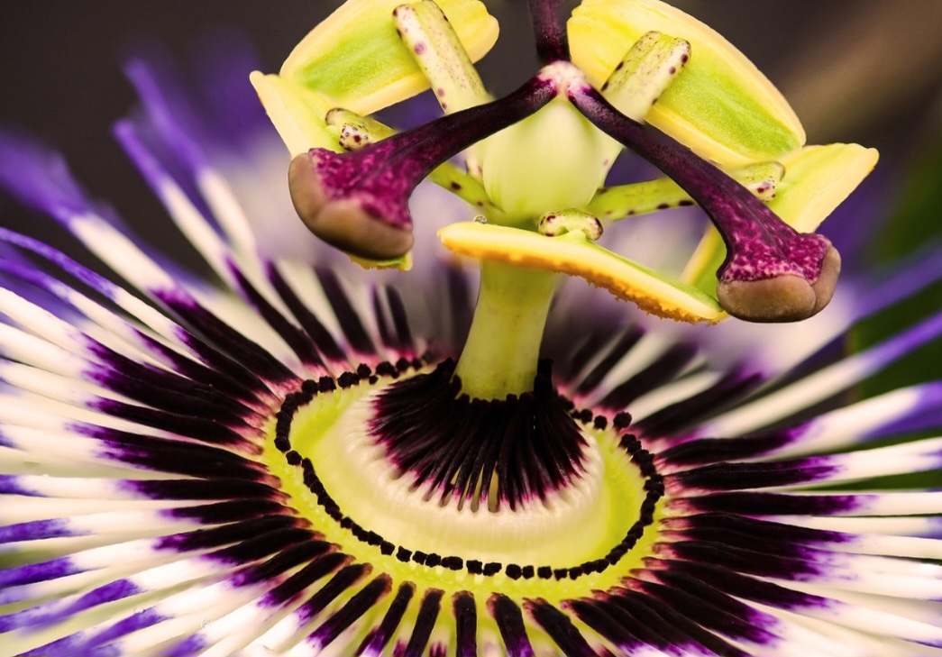 <p>A poda regular ajuda a fortalecer a planta, eliminando galhos secos e favorecendo a circulação de ar. Isso também reduz o risco de fungos e melhora a produtividade.</p>
