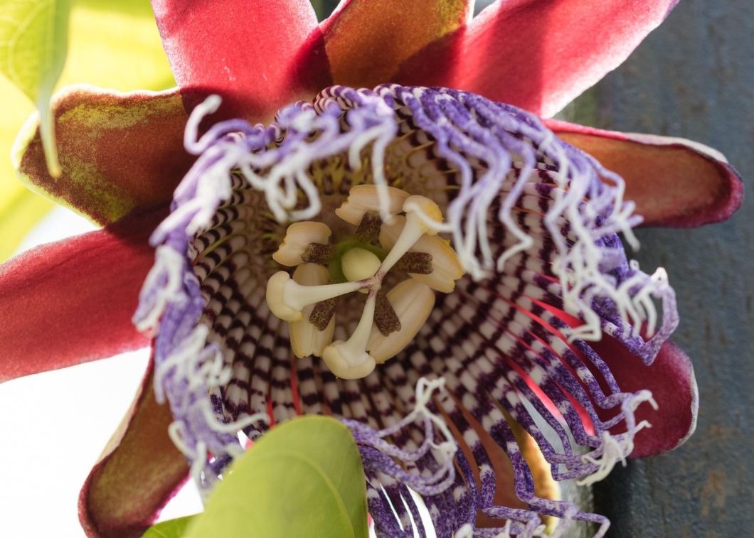 <p>Estudos científicos têm confirmado a eficácia da passiflora contra transtornos leves de ansiedade. Em alguns casos, é comparada a medicamentos sintéticos, mas com menos efeitos colaterais.</p>
