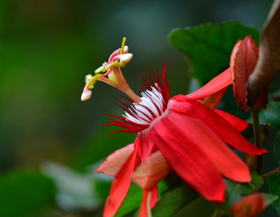 <p>Entre seus principais compostos ativos estão os flavonoides e alcaloides. Eles agem no sistema nervoso central, favorecendo a redução da excitabilidade e promovendo bem-estar.</p>
