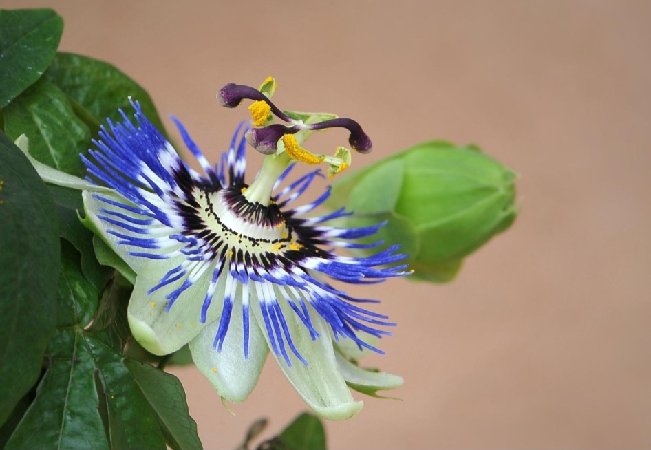 <p>Originária das Américas, principalmente do Brasil, a passiflora ganhou destaque na cultura indígena e depois na medicina popular. Suas flores coloridas simbolizam a paixão de Cristo, daí o nome “passion flower”.</p>
