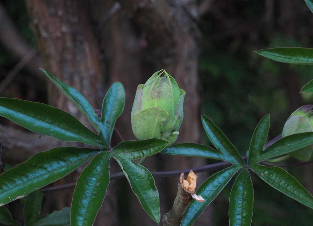 <p>As mudas podem ser feitas por sementes ou estacas. No entanto, o cultivo por estacas garante plantas mais vigorosas e produtivas em menos tempo.</p>
