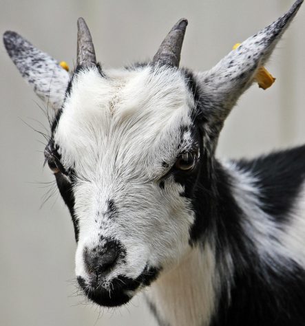 Cabras, bodes e cabritos