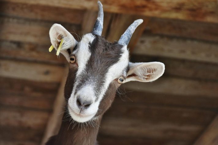 Cabras, bodes e cabritos