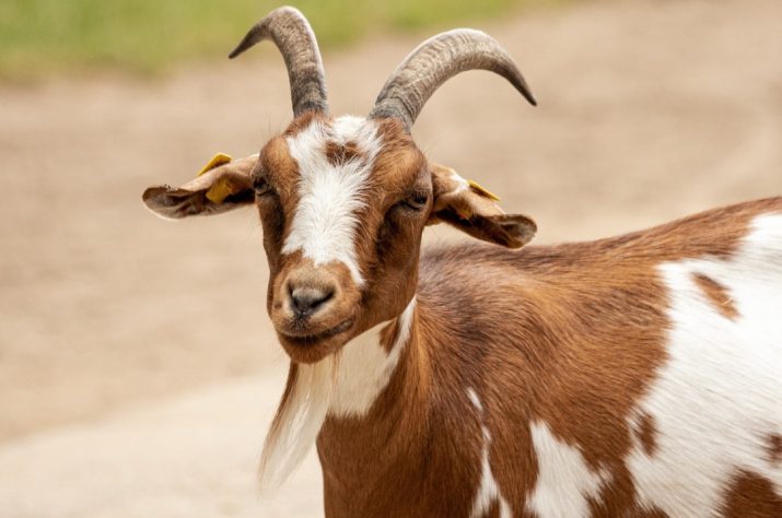 Cabras, bodes e cabritos