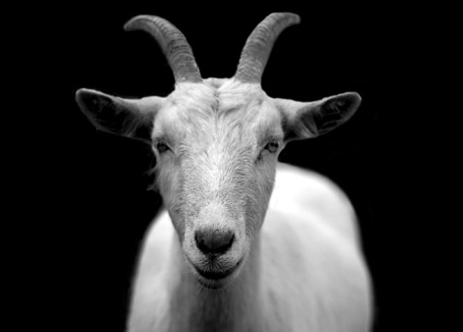 Cabras, bodes e cabritos