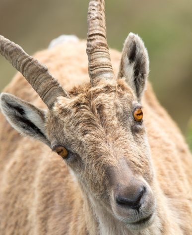 Cabras, bodes e cabritos