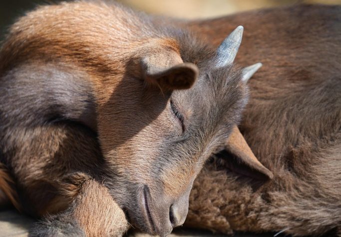 Cabras, bodes e cabritos