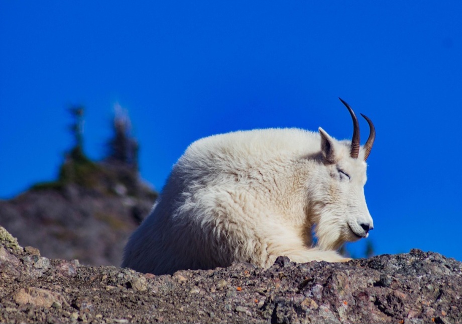 As cabras foram domesticadas a partir da cabra-selvagem no sudoeste asiático e sudeste europeu, há cerca de 10 mil anos. 