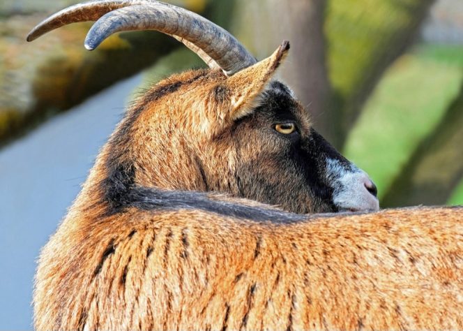 Cabras, bodes e cabritos