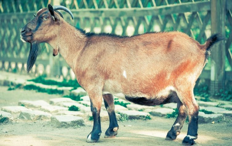 Cabras, bodes e cabritos