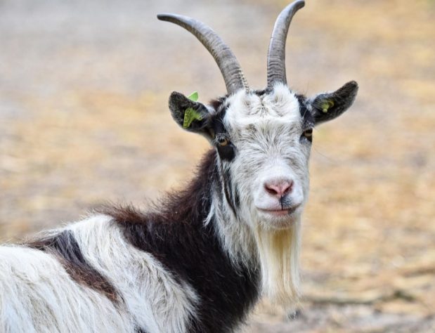 Cabras, bodes e cabritos