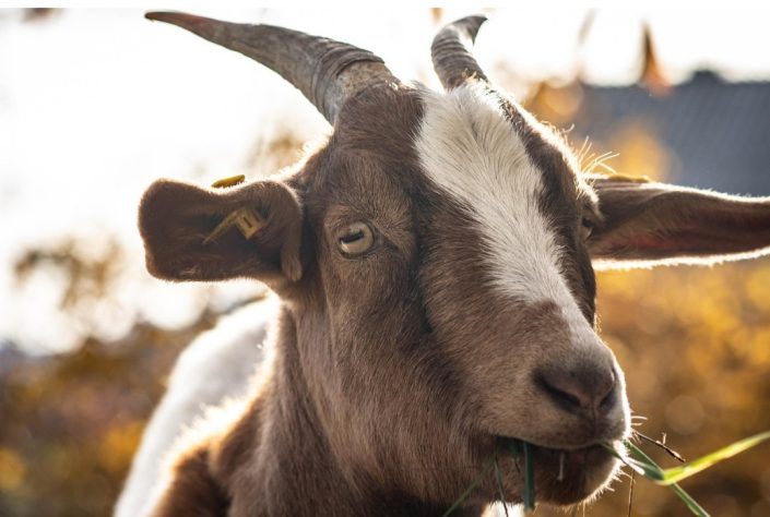 Cabras, bodes e cabritos