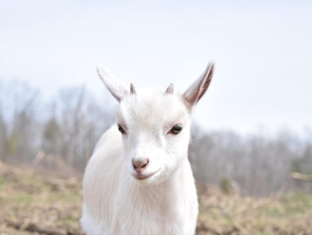 Cabras, bodes e cabritos