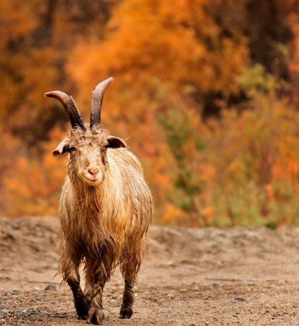 Cabras, bodes e cabritos