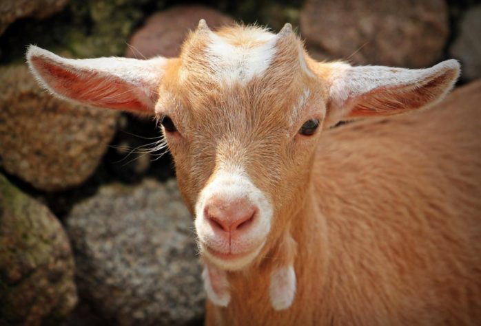 Cabras, bodes e cabritos