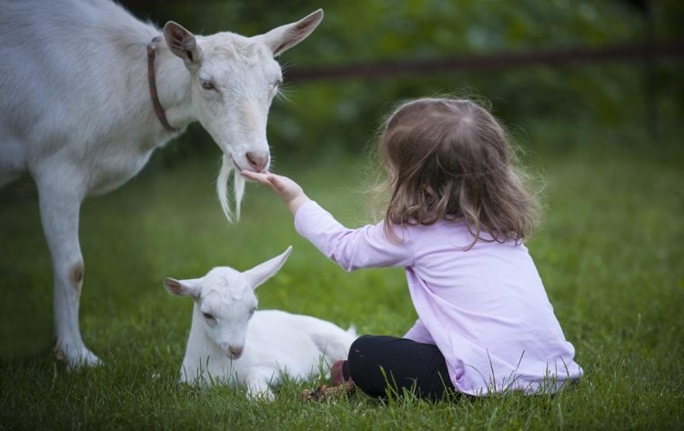 Cabras, bodes e cabritos