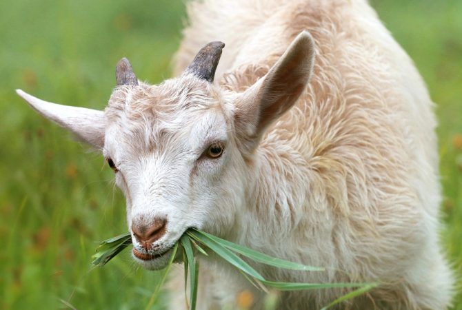 Sagradas em diversas culturas, as cabras representam fertilidade e abundância