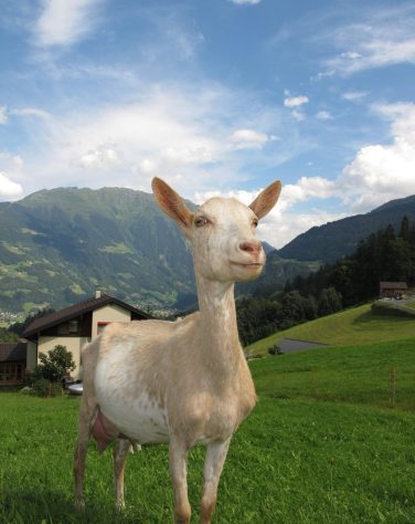 Cabras, bodes e cabritos