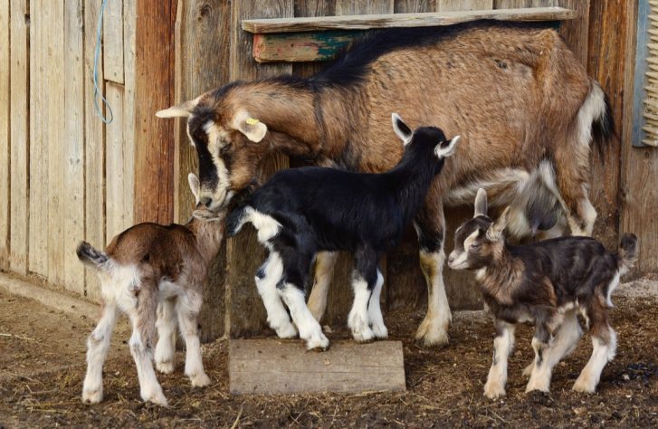 Cabras, bodes e cabritos