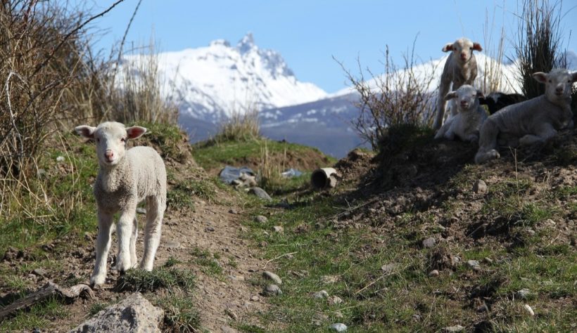 Cabras, bodes e cabritos