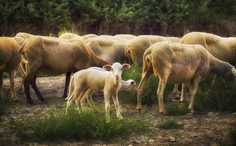 Cabras, bodes e cabritos