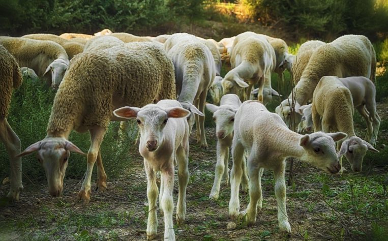 Cabras, bodes e cabritos