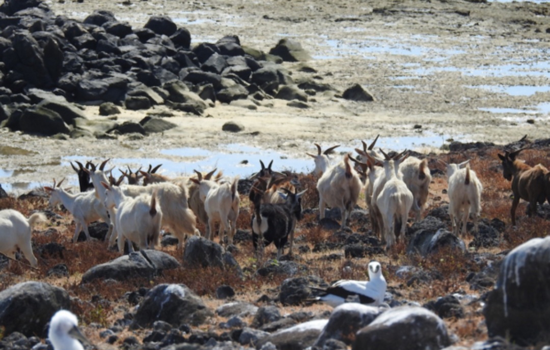 Em algumas culturas, as cabras são consideradas animais sagrados e simbolizam fertilidade e prosperidade. Além desse valor cultural, contribuem para o equilíbrio dos ecossistemas ao favorecerem a ciclagem de nutrientes no solo e têm grande importância para a agricultura familiar, a alimentação e a geração de renda. -  (crédito: Divulgação  UESB)