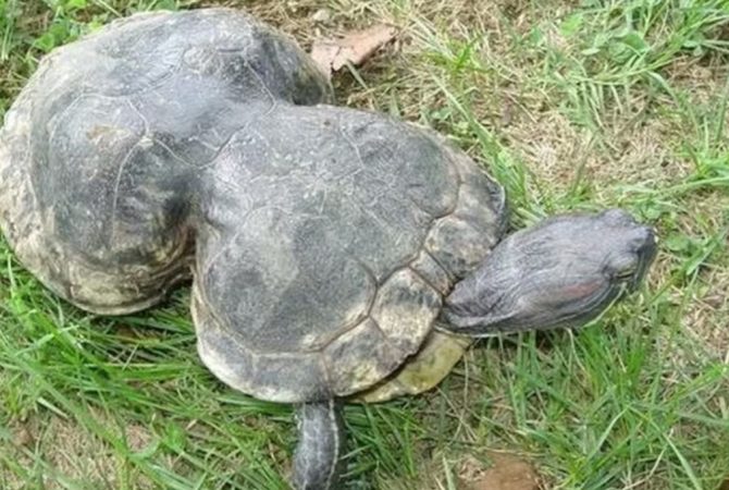 Tartaruga deficiente recebe homenagem no aniversário