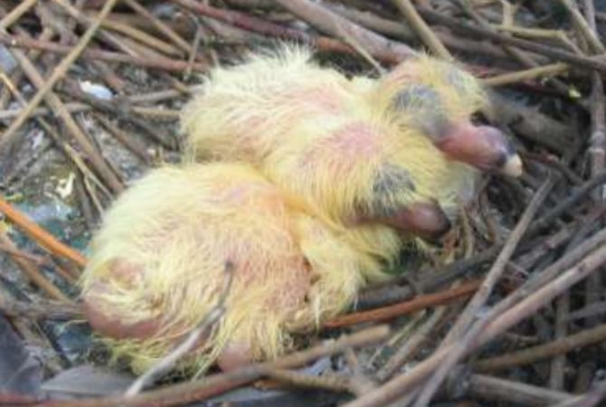 Entenda por que as pessoas nunca veem filhotes de pombos nas ruas