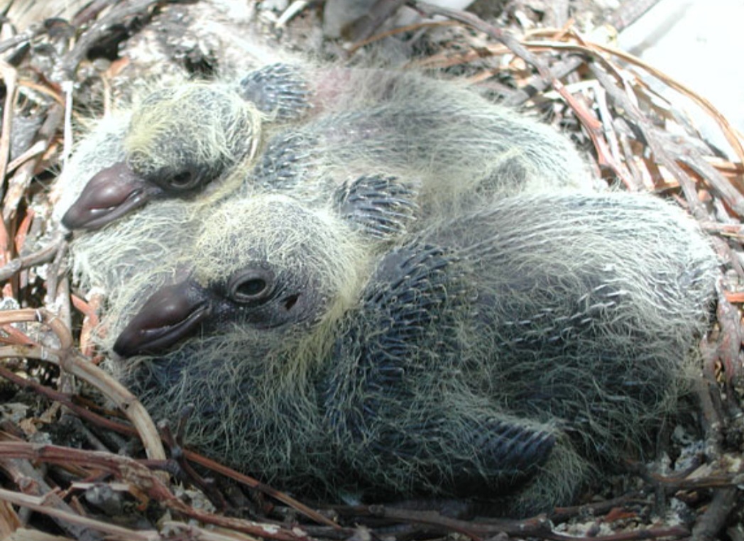 Essa estratégia garante mais segurança, já que expõe os filhotes apenas quando estão fortes o suficiente para voar e se defender. Por isso, ao contrário de outras aves, é raro flagrar pombos pequenos pelas ruas, o que alimenta a curiosidade e até alguns mitos sobre o assunto.