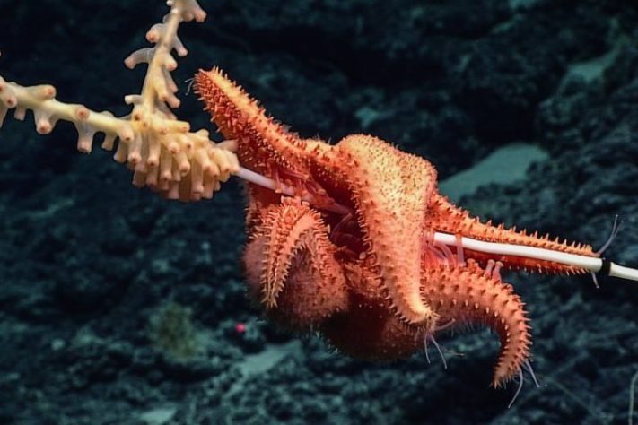 Estrela-do-mar - Domínio Público - NOAA 