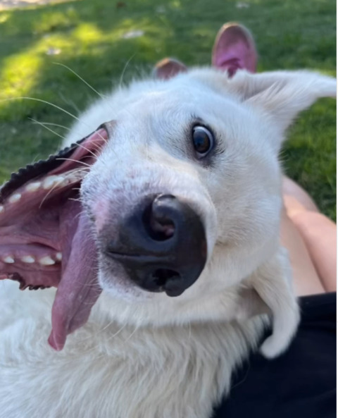 Os cílios estão presentes em diversas espécies de animais, com exceção dos artrópodes e nematódeos, e desempenham funções importantes nesses organismos. Em microrganismos, como certos protozoários, eles servem para a locomoção ou para movimentar o líquido ao redor, o que facilita a interação com o ambiente.
