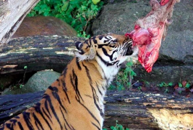 Zoológico pede doação de animais de estimação para alimentar predadores e gera revolta