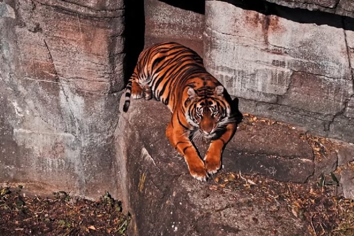 Tigre no Zoológico de Aalborg, na Dinamarca - Reprodução/Aalborg Zoo