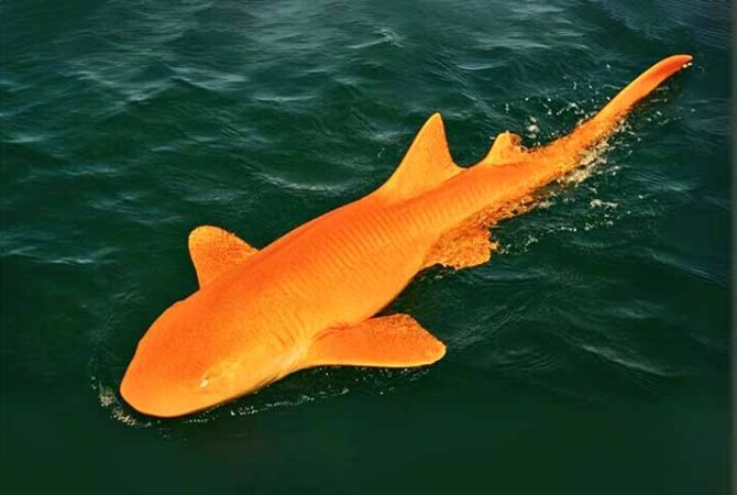 Tubarão com pele laranja surpreende cientistas na Costa Rica