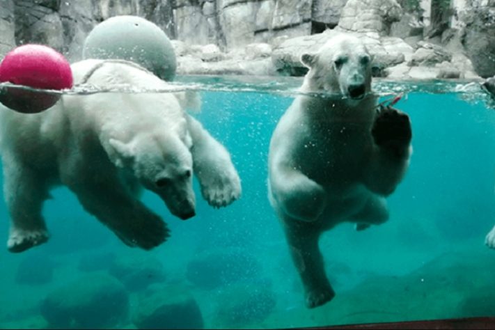 Ursos polares no Zoológico de Aalborg, na Dinamarca - Divulgação/Aalborg Zoo