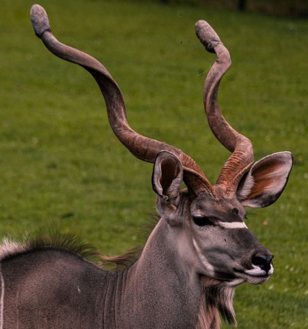 Zoológico de Aalborg, Dinamarca - Reprodução/@aalbordzoo
