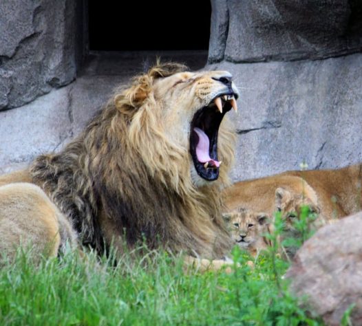 Zoológico de Aalborg, Dinamarca - Reprodução/@aalbordzoo