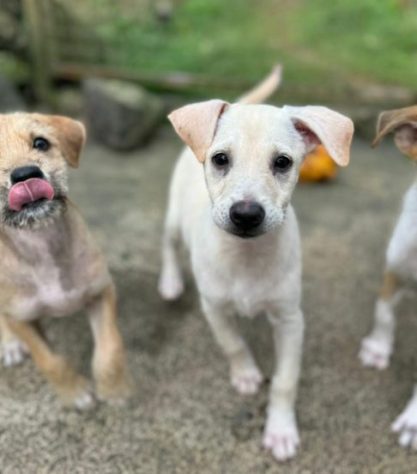 PAWS Mauritius - Reprodução/Instagram