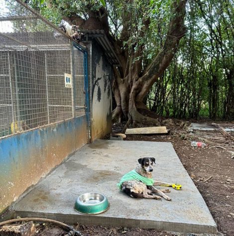 PAWS Mauritius - Reprodução/Instagram