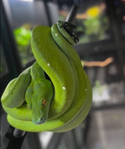 Morador da Flórida convive com 130 cobras dentro de casa - Reprodução/Instagram