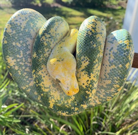 Morador da Flórida convive com 130 cobras dentro de casa - Reprodução/Instagram