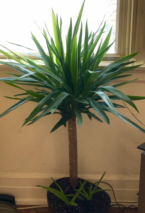 O gênero Yucca compreende plantas robustas dentro da família Asparagaceae, naturais da América do Norte, da América Central até o Canadá meridional .