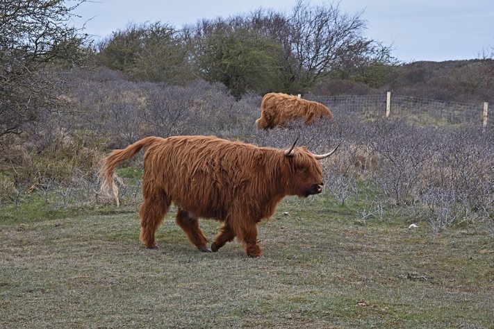 Parque Nacional Zuid-Kennemerland - Wikimedia Commons/Ymblanter